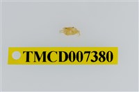 藏品(雙色澤蟹)的圖片